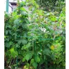 PODPORA DO ROŚLIN kwiatów Pierścieniowa Ogrodowa 35 cm Pergola Mocna METAL