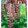 PODPORA DO ROŚLIN kwiatów Pierścieniowa Ogrodowa 45 cm Mocna pergola METAL