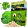 TRAWA Z MIKROKONICZYNĄ nasiona na trawnik Odporna na suszę Ozdobna 1 kg