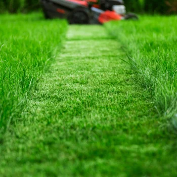 TRAWA Z MIKROKONICZYNĄ nasiona na trawnik Odporna na suszę Ozdobna 1 kg