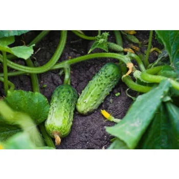 Linia kroplująca nawadnianie kropelkowe 100m 192el mocny wąż kropelkujący