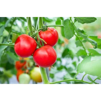 Linia kroplująca nawadnianie kropelkowe 100m 192el mocny wąż kropelkujący