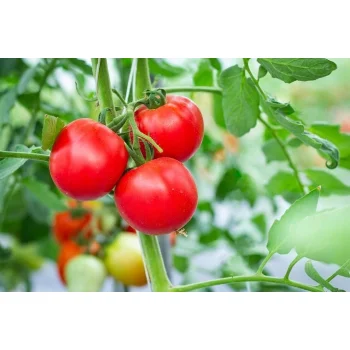 Linia kroplująca z kompensacją nawadnianie kropelkowe 100m 192el mocny wąż