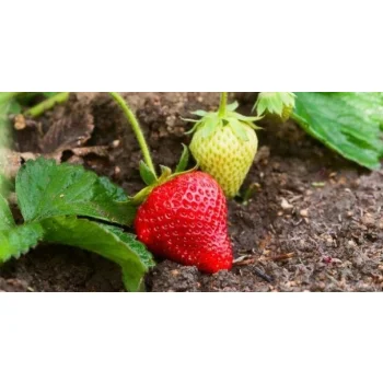 Linia kroplująca z kompensacją nawadnianie kropelkowe 100m 192el mocny wąż