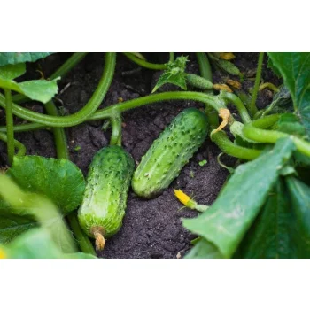 Linia kroplująca Z KOMPENSACJĄ nawadnianie kropelkowe 50m+56el. mocny wąż