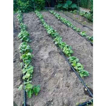 Linia kroplująca Z KOMPENSACJĄ nawadnianie kropelkowe 50m+56el. mocny wąż