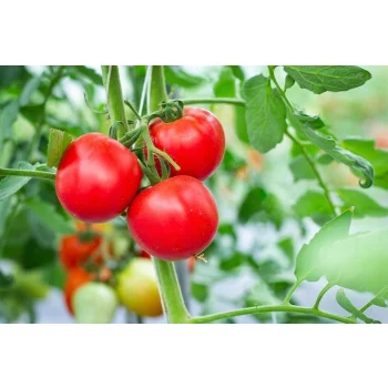 Linia kroplująca Z KOMPENSACJĄ nawadnianie kropelkowe 50m+56el. mocny wąż