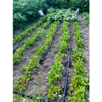 Linia kroplująca Z KOMPENSACJĄ nawadnianie kropelkowe 50m+56el. mocny wąż