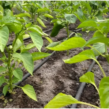 Linia Kroplująca Fi 16mm Zestaw 191 el. Nawadnianie Wąż Kroplujący 100m