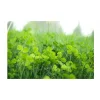 MIKROKONICZYNA NASIONA KONICZYNA DROBNOLISTNA NA TRAWNIK 500g OTOCZKOWANA