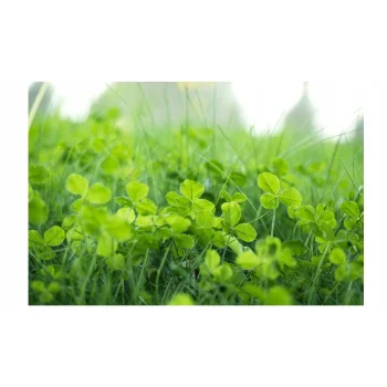 MIKROKONICZYNA NASIONA KONICZYNA DROBNOLISTNA NA TRAWNIK 500g OTOCZKOWANA