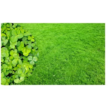 MIKROKONICZYNA NASIONA KONICZYNA DROBNOLISTNA NA TRAWNIK 500g OTOCZKOWANA