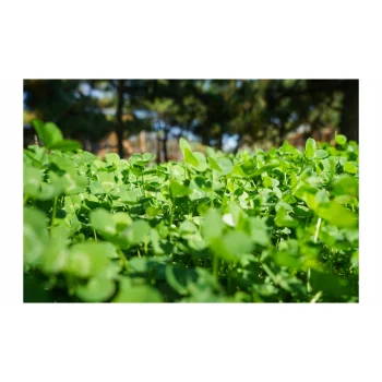 MIKROKONICZYNA NASIONA KONICZYNA DROBNOLISTNA NA TRAWNIK 500g OTOCZKOWANA