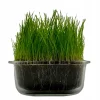 TRAWA NASIONA Sportowa Boiskowa Premium Stadionowa Odporna deptanie 1kg