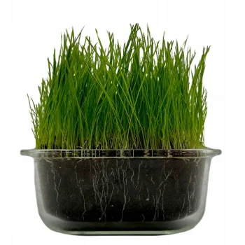TRAWA NASIONA Sportowa Boiskowa Premium Stadionowa Odporna deptanie 1kg