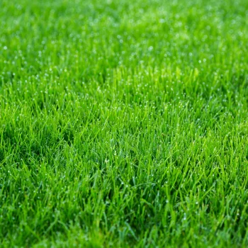 TRAWA NASIONA Uniwersalna ODPORNA NA DEPTANIE WIELOLETNIA GĘSTA 10kg