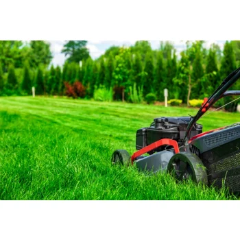 TRAWA NASIONA Na tereny suche Odporna Samozageszczająca Trawnik 15kg