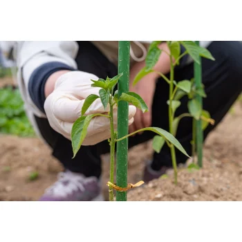 Tyczki Do pomidorów 180 cm 10szt Powlekana PCV Solidna 11mm Podpora Roślin