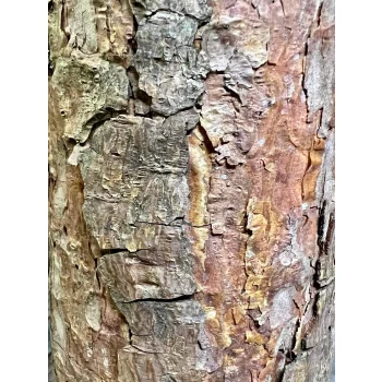 CHOINKA SZTUCZNA GĘSTA SOSNA DIAMENTOWA OŚNIEŻONA NA PNIU PIĘKNA 180 CM