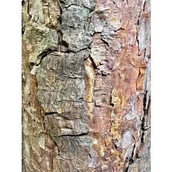 CHOINKA SZTUCZNA GĘSTA PREMIUM SOSNA DIAMENTOWA OŚNIEŻONA NA PNIU 180 CM