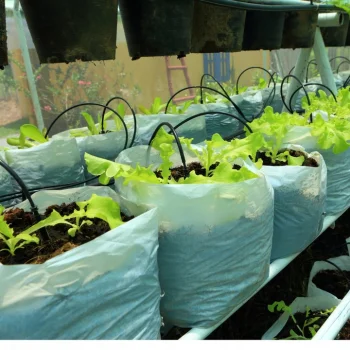 25x Kroplownik patykowy kątowy emiter 50cm do nawadniania doniczek tuneli