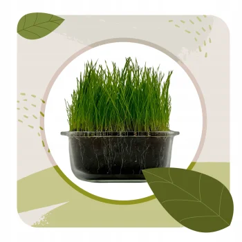 TRAWA NASIONA z Kwiatami Malowana Ogrodowa OZDOBNA 1kg ŁĄKA KWIATOWA