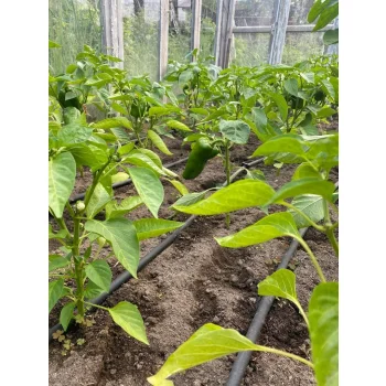 Wąż kropelkujący Mocny Fi16 System Nawadniania kropelkowego 100m