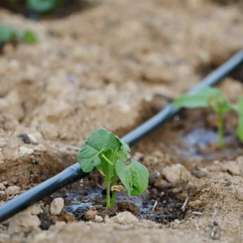 LINIA KROPLUJĄCA DO NAWADNIANIA WĄŻ KROPLUJĄCY NAWADNIANIE OGRODU 100 M