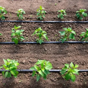 LINIA KROPLUJĄCA DO NAWADNIANIA WĄŻ KROPLUJĄCY NAWADNIANIE OGRODU 100 M