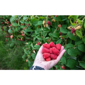 Linia kroplująca  nawadnianie kropelkowe 50m+56el. mocny wąż kropelkujący