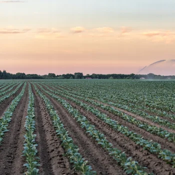RURA MONTAŻOWA PE fi25 WĄŻ 25 m System Nawadniania Nawodnienie Wąż Przewód