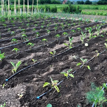 RURA MONTAŻOWA PE fi25 WĄŻ 25 m System Nawadniania Nawodnienie Wąż Przewód