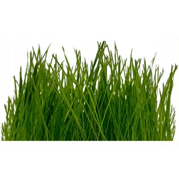 TRAWA Zagęszczająca Odporna na Deptanie Nasiona Kostrzewa UNIWERSALNA 10kg