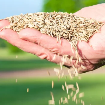 TRAWA NASIONA Uniwersalna ODPORNA NA DEPTANIE WIELOLETNIA Zagęszczająca 5kg