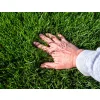5kg Trawa Uniwersalna Nasiona Samozagęszczająca Trawy Odporna na deptanie