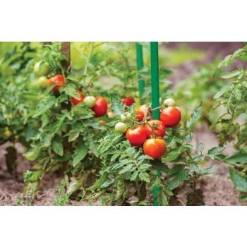 Tyczki Do pomidorów 180cm 10szt Powlekana PCV Solidna 11mm Podpora Roślin