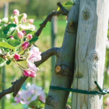 WĘŻYK DO MOCOWANIA PODWIĄZYWANIA ROŚLIN KRZEWÓW SADOWNICZY 5,0mm x 50m